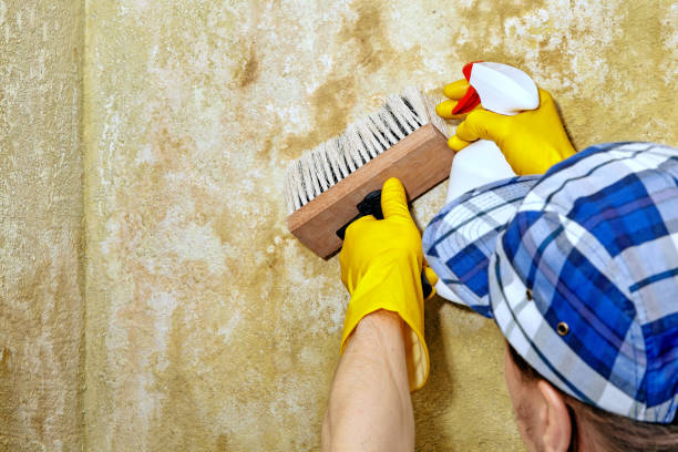 Best Dehumidification Services  in Belgrade, MT