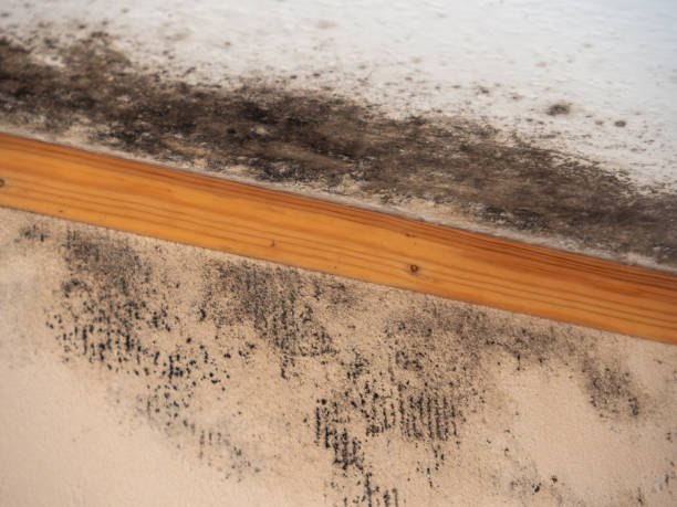 Mold Documentation for Insurance Claims in Belgrade, MT