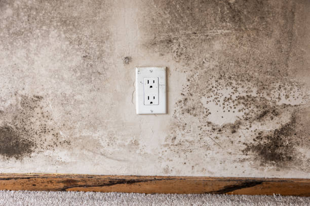 Best Biohazard Mold Removal  in Belgrade, MT